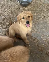 Golden hug, a female Golden Retriever for sale in San Jacinto, CA – Photo 1 of 3
