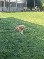 Golden loves, a male Golden Retriever for sale in San Jacinto, CA – Photo 2 of 2