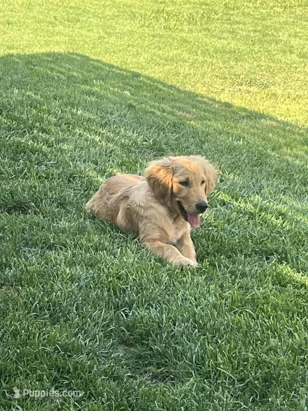 Golden loves, a male Golden Retriever for sale in San Jacinto, CA – Photo 1 of 2