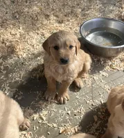 Golden love, a male Golden Retriever for sale in San Jacinto, CA – Photo 2 of 2