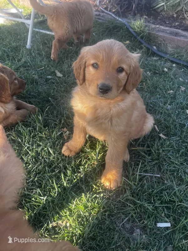 Golden love – Golden Retriever puppy for sale in San Jacinto, CA