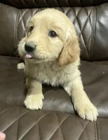 Golden love, a female Golden Retriever for sale in San Jacinto, CA – Photo 2 of 3