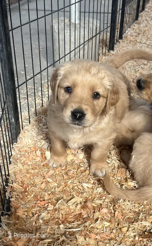 Golden love – Golden Retriever puppy for sale in San Jacinto, CA