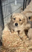 Golden love, a male Golden Retriever for sale in San Jacinto, CA – Photo 1 of 2