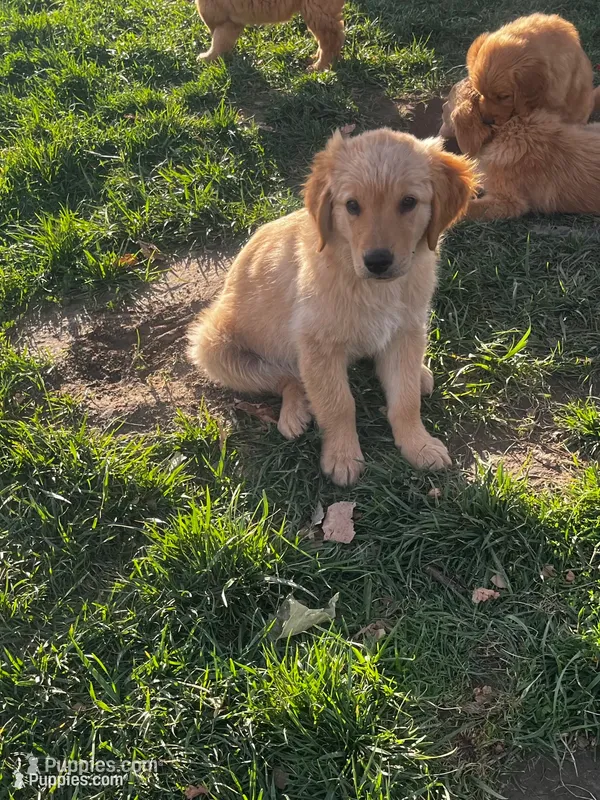 Golden love  – Golden Retriever puppy for sale in San Jacinto, CA