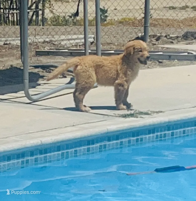 Golden baby – Golden Retriever puppy for sale in San Jacinto, CA