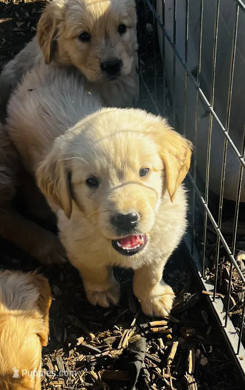 Golden love  – Golden Retriever puppy for sale in San Jacinto, CA