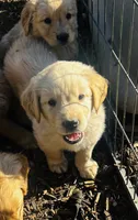 Golden love , a female Golden Retriever for sale in San Jacinto, CA – 2 of 3