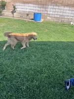 Love, a female Golden Retriever for sale in San Jacinto, CA – Photo 2 of 3