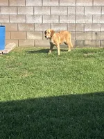 Love, a female Golden Retriever for sale in San Jacinto, CA – Photo 1 of 3