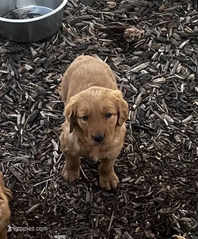 Golden baby, a male Golden Retriever for sale in San Jacinto, CA – Photo 1 of 2