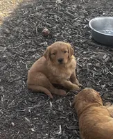 Golden baby, a male Golden Retriever for sale in San Jacinto, CA – Photo 2 of 2