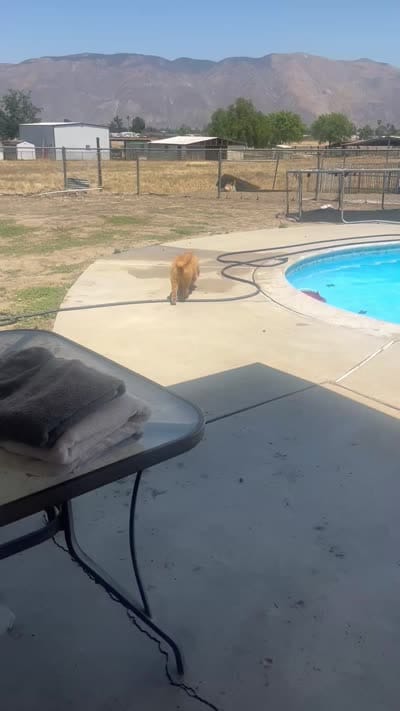 Golden baby, a male Golden Retriever for sale in San Jacinto, CA – 2 of 2