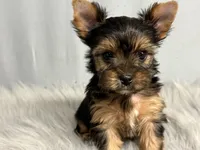 Auggie, a male Yorkshire Terrier for sale in Emden, IL – Photo 6 of 7