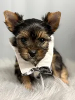 Auggie, a male Yorkshire Terrier for sale in Emden, IL – Photo 5 of 7