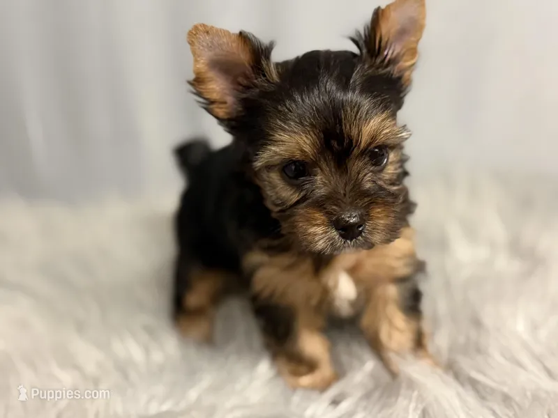 Auggie – Yorkshire Terrier puppy for sale in Emden, IL