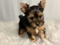 Auggie, a male Yorkshire Terrier for sale in Emden, IL – Photo 1 of 7
