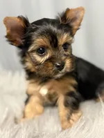 Auggie, a male Yorkshire Terrier for sale in Emden, IL – Photo 4 of 7