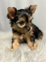 Auggie, a male Yorkshire Terrier for sale in Emden, IL – Photo 2 of 7
