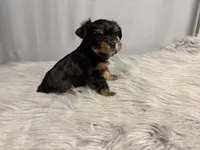 Archie, a male Yorkshire Terrier for sale in Emden, IL – Photo 2 of 10