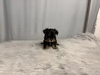 Archie, a male Yorkshire Terrier for sale in Emden, IL – Photo 10 of 10