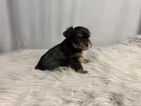 Archie, a male Yorkshire Terrier for sale in Emden, IL – Photo 5 of 10