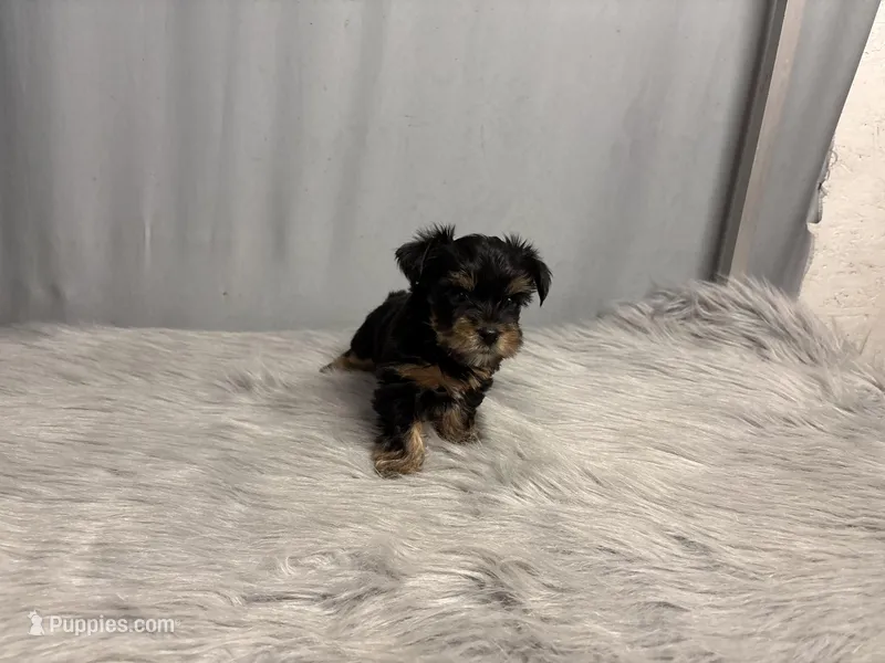 Archie – Yorkshire Terrier puppy for sale in Emden, IL