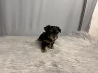 Archie, a male Yorkshire Terrier for sale in Emden, IL – Photo 1 of 10