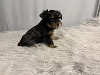 Archie, a male Yorkshire Terrier for sale in Emden, IL – Photo 3 of 10