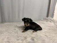 Archie, a male Yorkshire Terrier for sale in Emden, IL – Photo 6 of 10