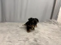 Archie, a male Yorkshire Terrier for sale in Emden, IL – Photo 8 of 10