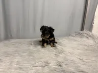 Archie, a male Yorkshire Terrier for sale in Emden, IL – Photo 9 of 10