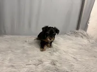 Archie, a male Yorkshire Terrier for sale in Emden, IL – Photo 7 of 10