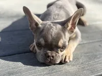 Tyson, a male French Bulldog for sale in Great Falls, MT – Photo 2 of 4