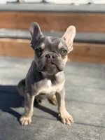 Tyson, a male French Bulldog for sale in Great Falls, MT – Photo 4 of 4