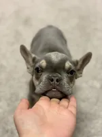 Tyson, a male French Bulldog for sale in Great Falls, MT – Photo 5 of 6