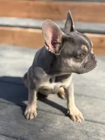 Tyson, a male French Bulldog for sale in Great Falls, MT – Photo 3 of 4