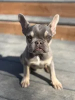 Tyson, a male French Bulldog for sale in Great Falls, MT – Photo 1 of 4