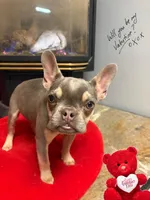 Tyson, a male French Bulldog for sale in Great Falls, MT – Photo 2 of 6