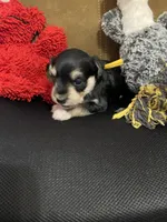 Yellow Collar-Girl, a female Miniature Schnauzer for sale in Longview, TX – 5 of 8