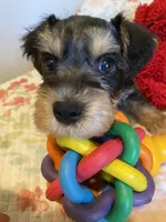 Silver collar Boy, a male Miniature Schnauzer for sale in Longview, TX – 8 of 10