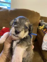 Blue Collar-Boy, a male Miniature Schnauzer for sale in Longview, TX – 9 of 10