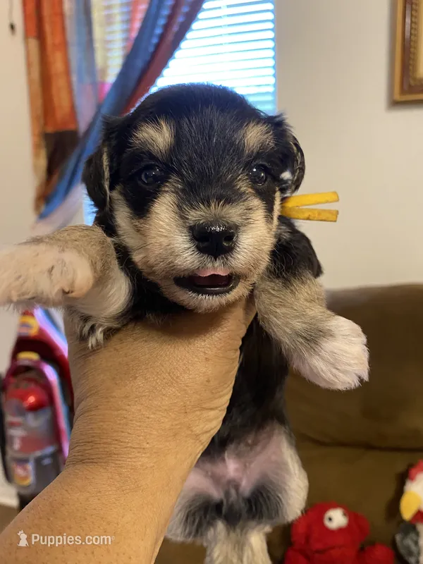 Yellow Collar-Girl – Miniature Schnauzer puppy for sale in Longview, TX