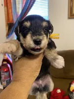 Yellow Collar-Girl, a female Miniature Schnauzer for sale in Longview, TX – 1 of 8