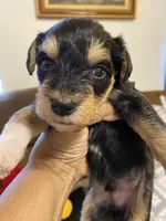Black collar , a male Miniature Schnauzer for sale in Longview, TX – 9 of 10