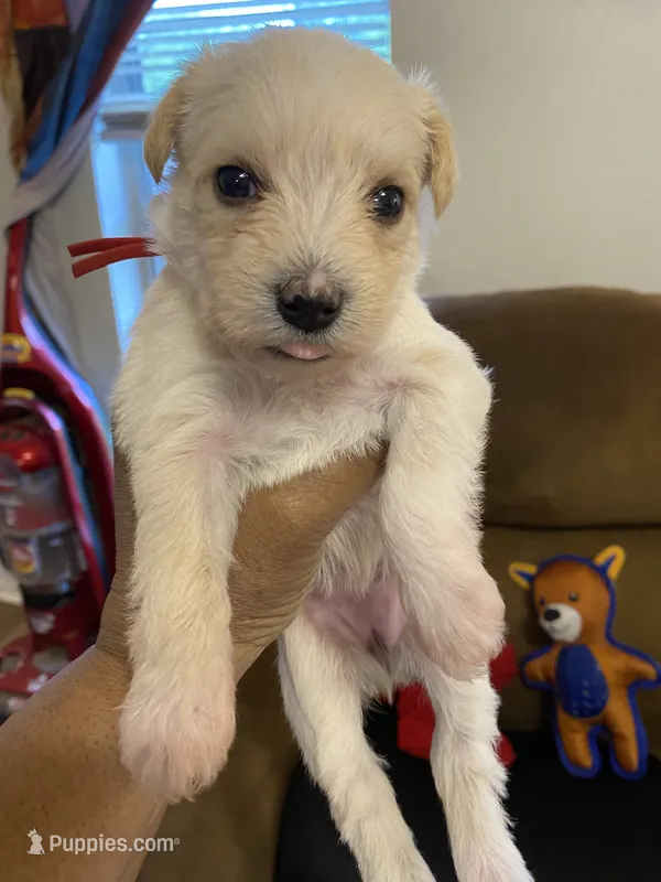 Red collar – Miniature Schnauzer puppy for sale in Longview, TX