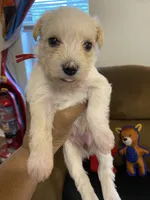Red collar, a female Miniature Schnauzer for sale in Longview, TX – 1 of 6