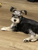 Miko, a male Miniature Schnauzer for sale in Longview, TX – 9 of 10