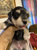 Yellow Collar-Girl, a female Miniature Schnauzer for sale in Longview, TX – 8 of 8