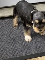Silver collar Boy, a male Miniature Schnauzer for sale in Longview, TX – 2 of 10